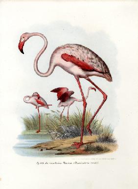 Greater Flamingo