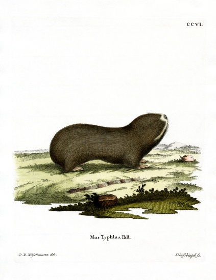 Greater Mole Rat de German School, (19th century)