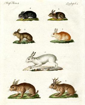 Hares and rabbits