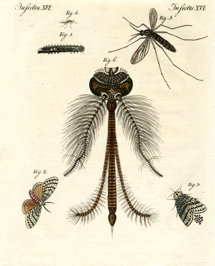 Harmful insects de German School, (19th century)