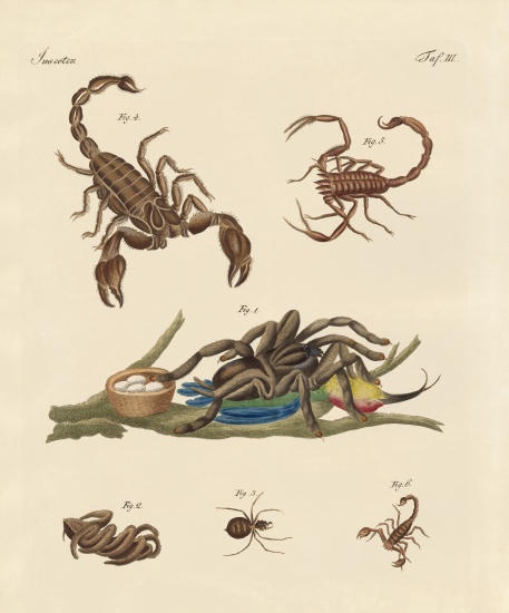 Harmful insects from hot countries de German School, (19th century)