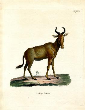 Hartebeest