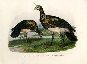 Horned Screamer