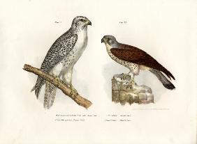 Icelandic Gyrfalcon