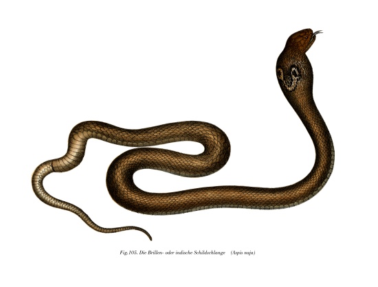 Indian Cobra de German School, (19th century)