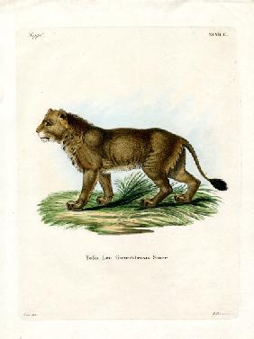 Indian Lion