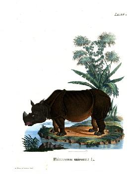 Indian Rhinoceros