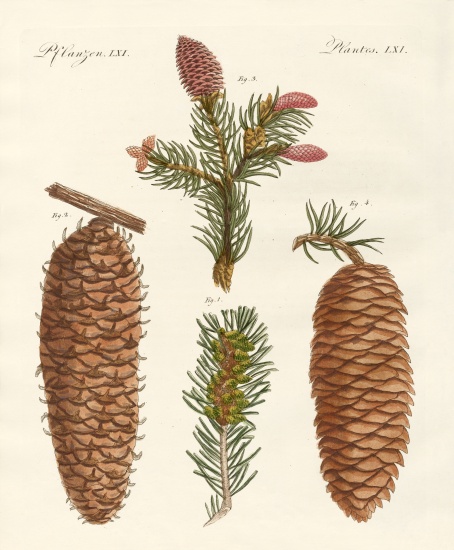 Indigenous coniferous woods de German School, (19th century)