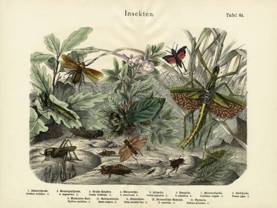 Insects, c.1860 de German School, (19th century)