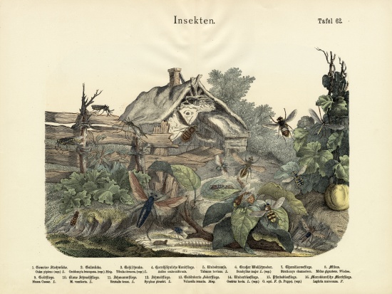 Insects, c.1860 de German School, (19th century)