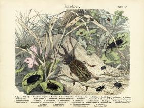 Insects, c.1860