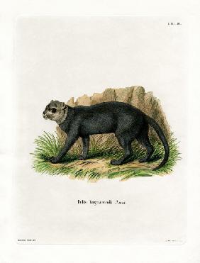 Jaguarundi