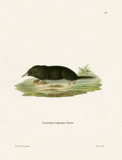 Japanese Shrew Mole de German School, (19th century)