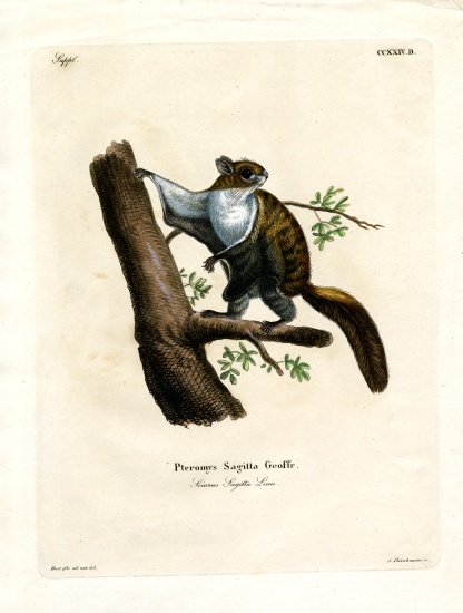 Javan Flying Squirrel de German School, (19th century)