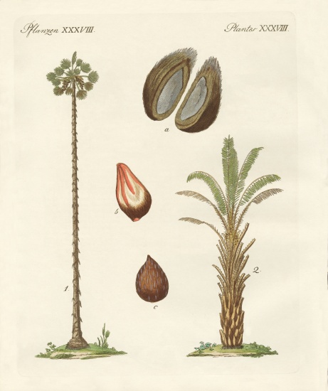 Kinds of palms de German School, (19th century)