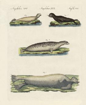 Kinds of seals