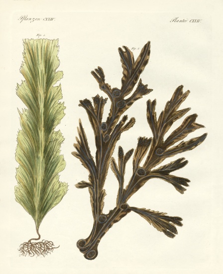 Kinds of seaweed de German School, (19th century)