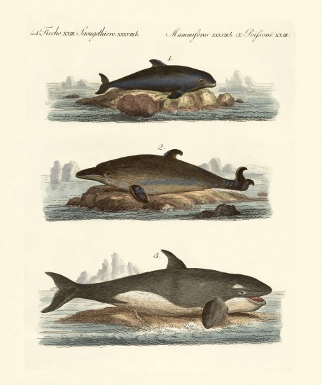 Kinds of whales de German School, (19th century)