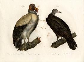 King Vulture