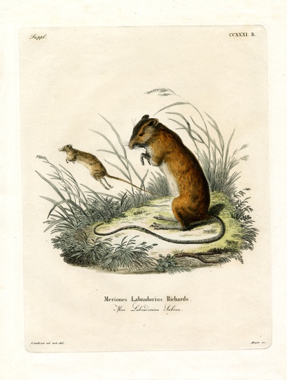 Labrador Jumping Mouse de German School, (19th century)