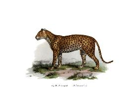 Leopard