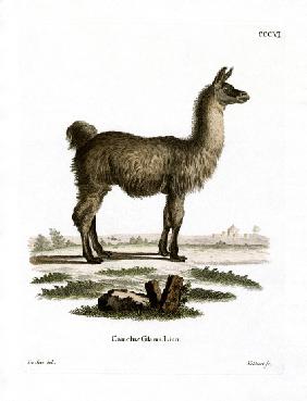 Llama