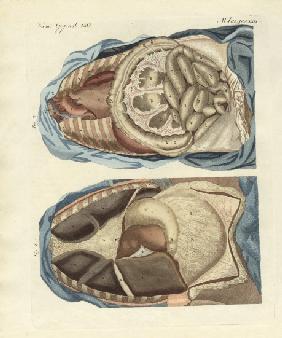 Location of intestines in the human body