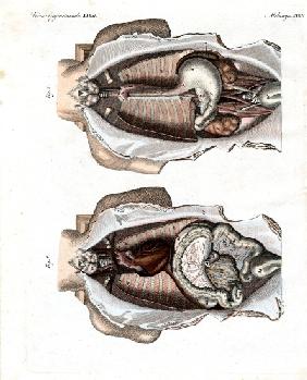 Location of intestines in the human body