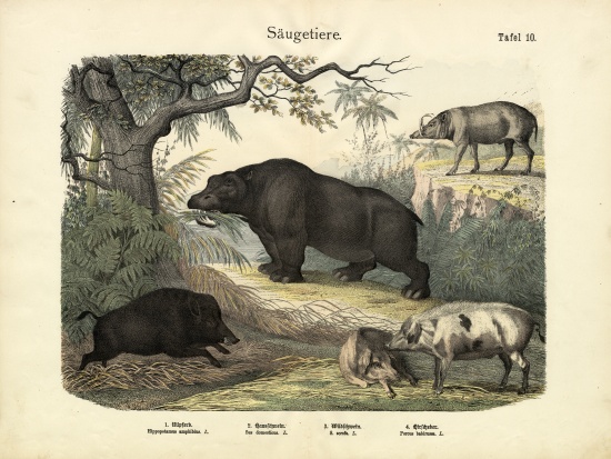 Mammals, c.1860 de German School, (19th century)