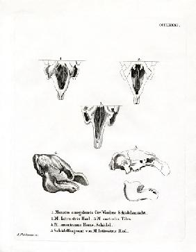 Manatee Skulls