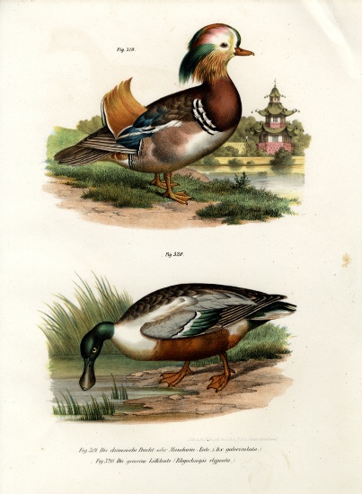 Mandarin Duck de German School, (19th century)
