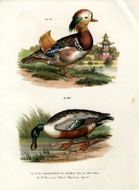 Mandarin Duck