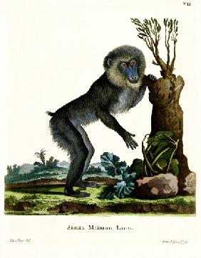 Mandrill