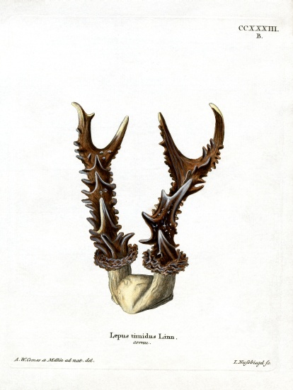 Maountain Hare Antlers de German School, (19th century)
