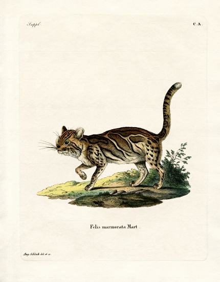 Marbled Cat de German School, (19th century)