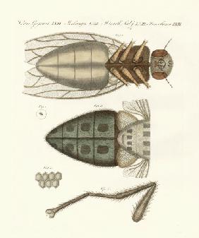 Microscopic view of the housefly