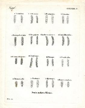 Molars