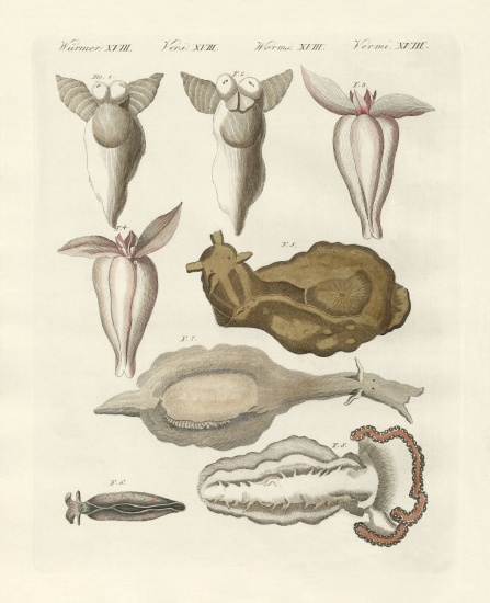Molluscs de German School, (19th century)