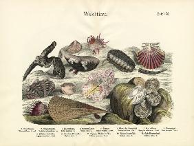 Molluscs, c.1860