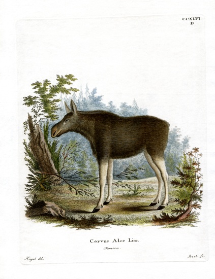 Moose de German School, (19th century)