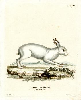 Mountain Hare