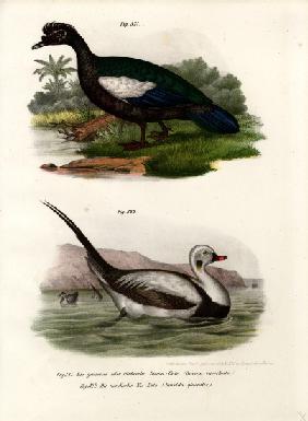 Muscovy Duck