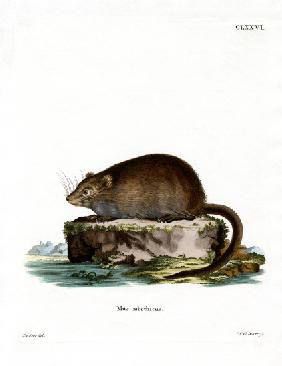 Muskrat