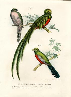 Narina Trogon