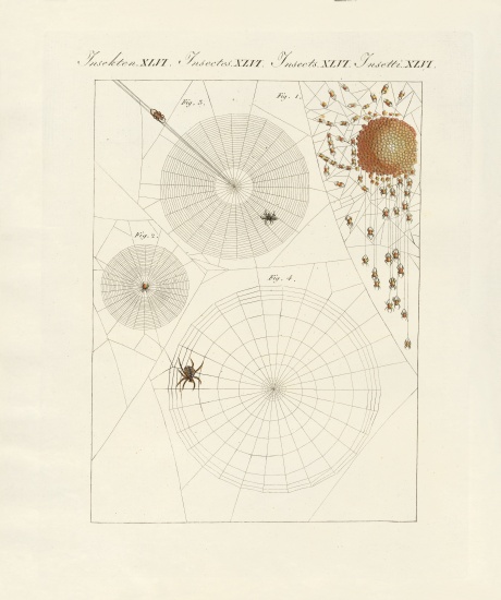 Natural history of the spider de German School, (19th century)