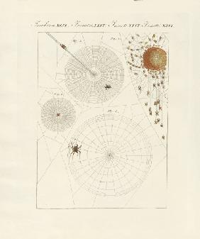 Natural history of the spider