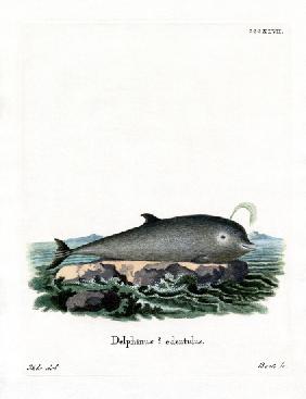 Northern Bottlenose Whale