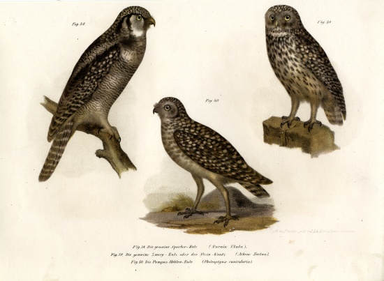 Northern Hawk Owl de German School, (19th century)