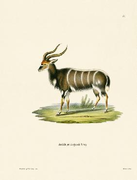 Nyala