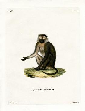 Olive Baboon